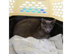 Adopt Lint a Gray or Blue Domestic Shorthair / Mixed cat in St.