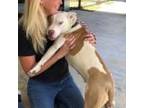 Adopt Peaches a White - with Tan, Yellow or Fawn American Staffordshire Terrier