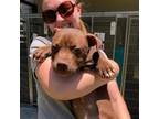 Adopt Hershey a Brown/Chocolate American Staffordshire Terrier / Terrier