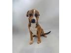 Adopt Just-in a Mixed Breed (Medium) / Mixed dog in Thousand Oaks, CA (34774509)