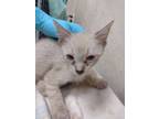 Adopt 50202987 a White Domestic Shorthair / Domestic Shorthair / Mixed cat in