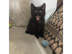 Adopt Binx a All Black Domestic Shorthair / Mixed cat in North Battleford