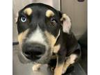 Adopt Dipper a Black Husky / American Pit Bull Terrier / Mixed dog in