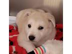Adopt Frosty a Tan/Yellow/Fawn Husky / Labrador Retriever / Mixed dog in