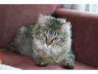 Adopt Cups a Brown Tabby Domestic Mediumhair (medium coat) cat in Calgary