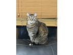 Adopt Betty a Brown Tabby American Shorthair / Mixed (short coat) cat in Council