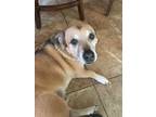 Adopt Simba a Brown/Chocolate - with Black Husky / American Pit Bull Terrier /