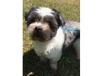 Adopt Shadow a Black - with White Shih Tzu / Mixed dog in Walton County