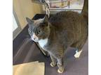 Adopt Gris a Gray or Blue Domestic Shorthair / Mixed (short coat) cat in