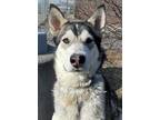 Adopt MIKA a Black - with White Alaskan Malamute / Mixed dog in Palmer
