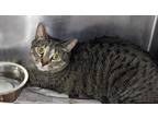 Adopt RYLO a Gray, Blue or Silver Tabby Domestic Shorthair / Mixed (short coat)