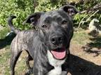 Adopt JUNO a Brindle - with White American Pit Bull Terrier / Mixed dog in