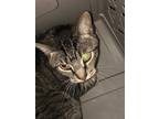 Adopt SQUINTS a Gray, Blue or Silver Tabby Domestic Shorthair / Mixed (short