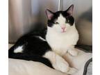 Adopt TOPO a Black & White or Tuxedo Domestic Shorthair (short coat) cat in