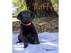Adopt Duffy a Black Labrador Retriever / Mixed dog in Groveland, FL (34774204)