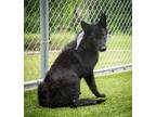 Adopt Owen a Black German Shepherd Dog / Mixed dog in Midwest City