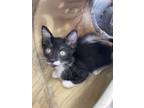 Adopt Marlo a All Black Domestic Shorthair / Domestic Shorthair / Mixed cat in