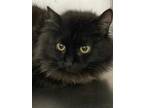 Adopt Fanny a All Black Domestic Longhair / Domestic Shorthair / Mixed cat in
