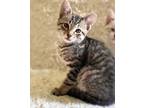 Adopt Frodo A Gray, Blue Or Silver Tabby Domestic Shorthair (short Coat) Cat In