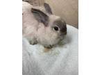 Adopt 50220919 a Grey/Silver Dwarf / Dwarf / Mixed rabbit in Honolulu