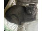 Adopt Smokey Blue a Gray or Blue Russian Blue / Mixed (short coat) cat in