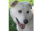 Shepard Lab Female  2 Yr May 2022
Contact ****hotmailcom For Application
Della Was Left In A High Kill Rural Shelter When Her Owner Could Not Take Car