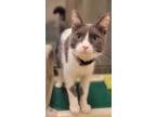 Adopt CYRUS a Gray or Blue (Mostly) Domestic Shorthair / Mixed (short coat) cat