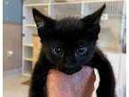Adopt SHADOW NINJA a All Black Domestic Mediumhair / Mixed (medium coat) cat in