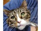 Baby HueyMaine Coon Grey TabbyWhite Male Front DECLAWED  3 Yr May 2022
Contact ****hotmailcom For Application
Baby Huey Is A Beautiful Sweet Male Who 