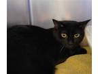 Adopt EREBUS a All Black Domestic Shorthair / Mixed (short coat) cat in Ogden