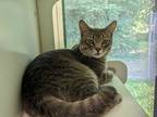 Adopt LIL FACE a Gray, Blue or Silver Tabby Domestic Shorthair / Mixed (short
