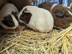 Adopt ALEAH a White Guinea Pig / Mixed small animal in Anchorage, AK (34773922)