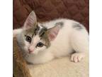 Adopt Spade a White Domestic Shorthair / Mixed cat in Fort Lauderdale