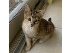 Adopt Diamond a Brown or Chocolate Domestic Shorthair / Mixed cat in Fort