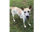 Adopt Bianca a Brown/Chocolate - with White Mixed Breed (Medium) / Mixed dog in