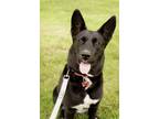 Adopt Maby a Black - with White German Shepherd Dog / Mixed dog in Oro-Medonte