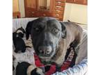 Adopt Nicki Minaj a Black Labrador Retriever / Mixed dog in Flagstaff