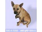 Adopt Chili a Tan/Yellow/Fawn Terrier (Unknown Type, Small) / Mixed dog in