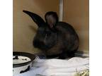 Adopt Cheesecake a American / Mixed rabbit in Chesapeake, VA (34773739)