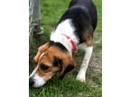Adopt Fawn a Beagle / Mixed dog in Viroqua, WI (34771417)