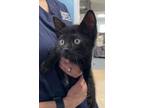 Adopt Minnie Mae a Domestic Shorthair / Mixed cat in Greater Napanee