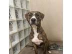 Adopt Ikaika a Brindle Whippet / Catahoula Leopard Dog / Mixed dog in Lihue