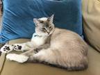 Adopt Ocean a White (Mostly) Siamese / Mixed (short coat) cat in Camarillo