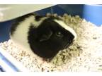 Adopt Fraydo a Guinea Pig small animal in Sioux City, IA (34773510)