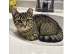 Adopt Peaches a Brown Tabby Domestic Shorthair (short coat) cat in Virginia