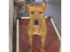 Adopt Penny a Brown/Chocolate Mixed Breed (Medium) / Mixed dog in Sarasota