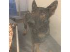 Adopt Rex a Black Shepherd (Unknown Type) / Mixed dog in Sarasota, FL (34773620)