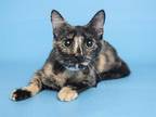 Adopt IVY a Tortoiseshell Domestic Shorthair / Mixed (short coat) cat in