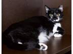 Adopt Prissy a Black & White or Tuxedo Domestic Shorthair (short coat) cat in