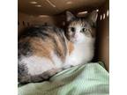 Adopt Madeline a Domestic Shorthair / Mixed cat in Salmon Arm, BC (34773529)